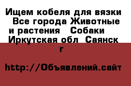 Ищем кобеля для вязки - Все города Животные и растения » Собаки   . Иркутская обл.,Саянск г.